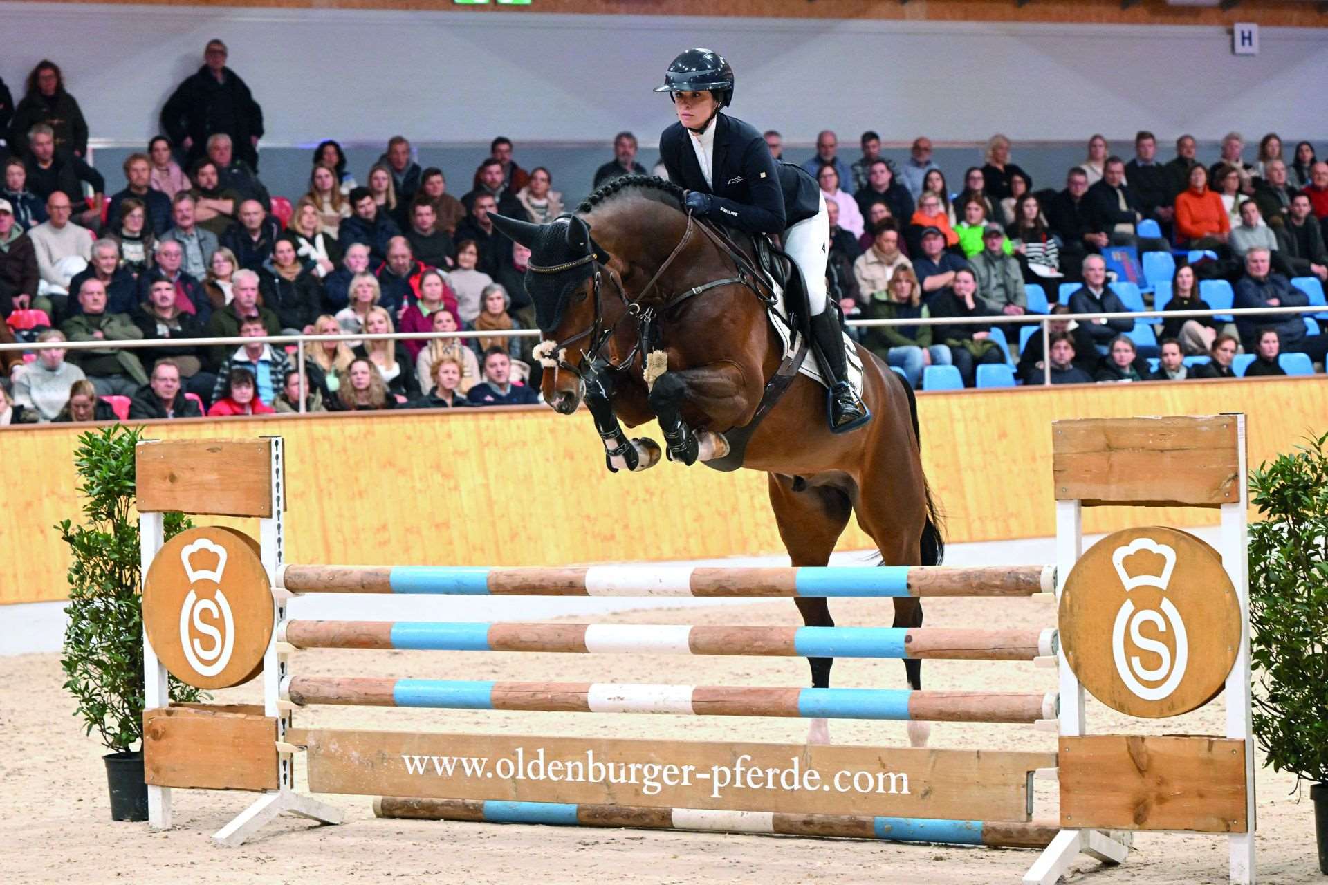Conthalor Blue PS Stallion Conthalor Blue PS Stallion